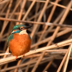 Common Kingfisher