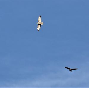 Common Buzzard