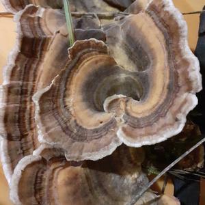 Turkey-tail