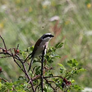 Red-backed Shrike