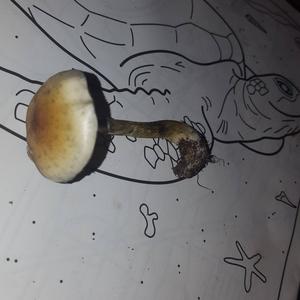 Unbekannte Art