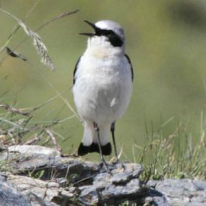 Northern Wheatear