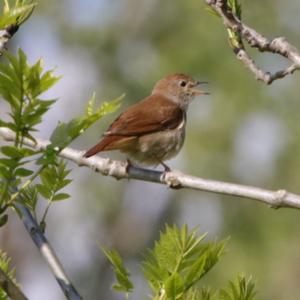 Common Nightingale