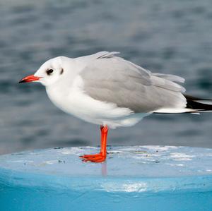 Black-headed Gull