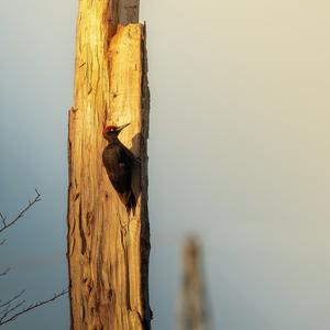 Black woodpecker