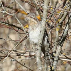 Eurasian Wryneck