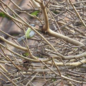 Blue Tit