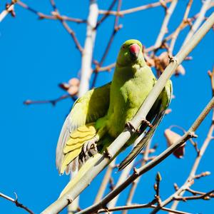 Rose-ringed Parakeet