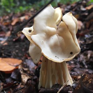 Fluted White Helvella