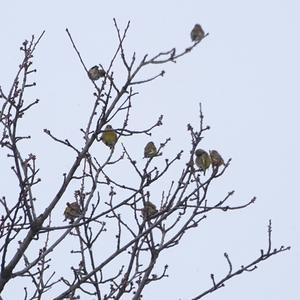 Eurasian Siskin