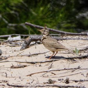 Crested Lark