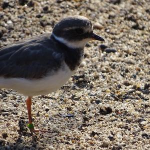 Common Ringed Plover