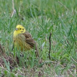 Yellowhammer