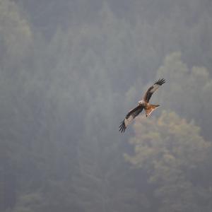 Red Kite