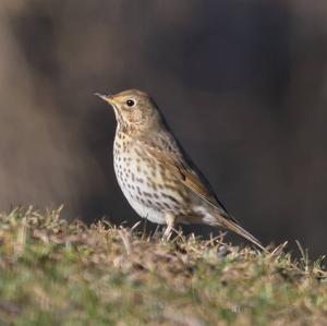 Song Thrush