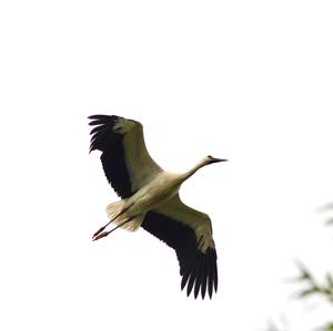 White Stork