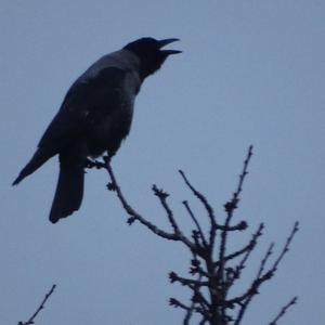 Hooded Crow