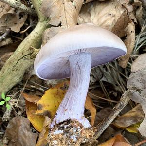 Wood Blewit