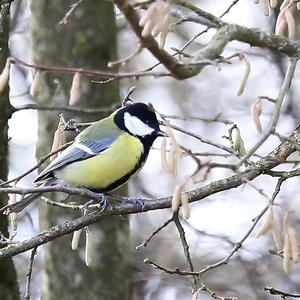 Great Tit