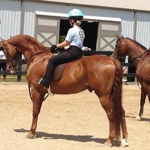 American Saddlebred