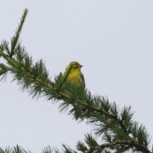 Alpine Citril Finch