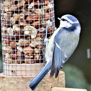 Blue Tit