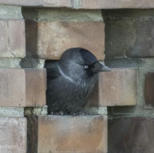 Eurasian Jackdaw