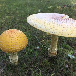 Fly Agaric