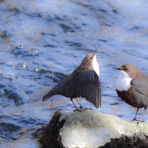 White-throated Dipper