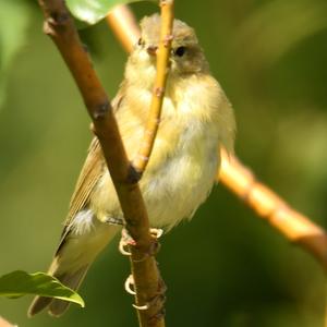 Willow Warbler