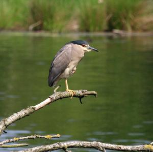 Black-crowned Night-heron