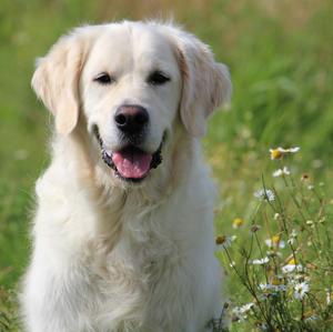 Retriever (Golden)