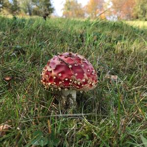 Fly Agaric