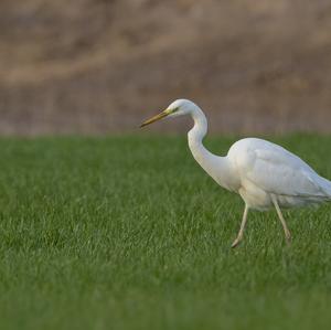 Great Egret