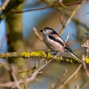 Long-tailed Tit