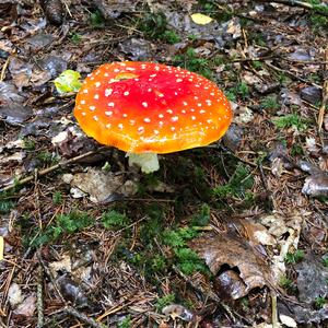 Fly Agaric