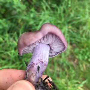 Wood Blewit