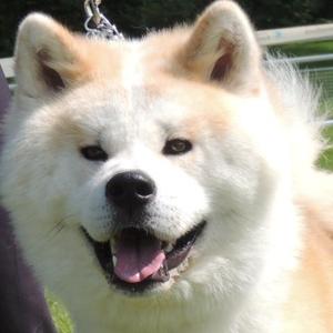 Akita Inu