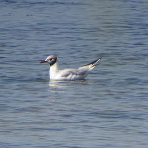 Black-headed Gull