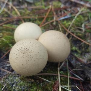 Brown Puffball