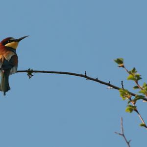 European Bee-eater