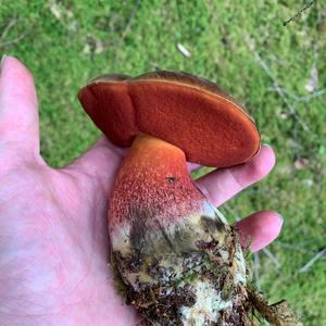 Dotted-stem Bolete