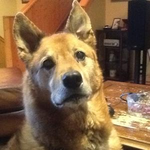 Unknown Breed