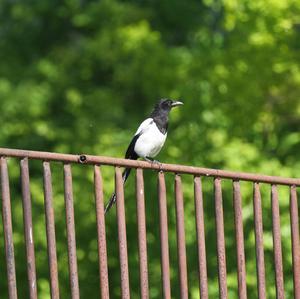 Black-billed Magpie