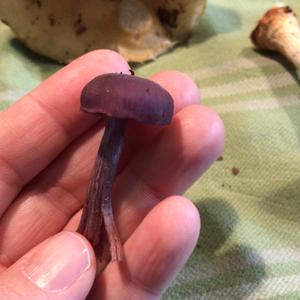 Amethyst Deceiver