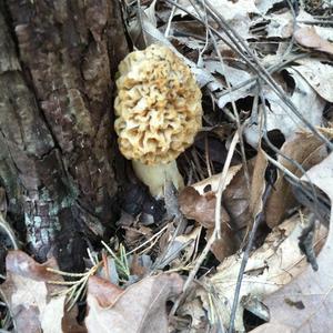 Yellow Morel