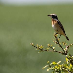 Whinchat