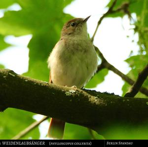 Common Chiffchaff