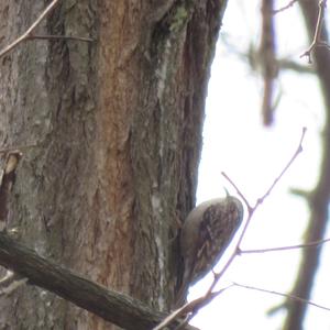 Eurasian Treecreeper