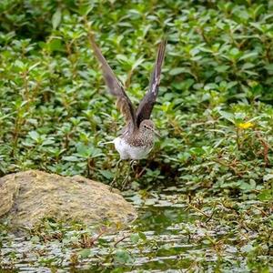 Waldwasserläufer